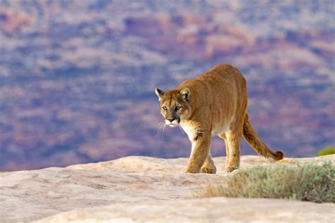 Relocated Mountain Lions Starved to Death Attempting To Head Back Home - Newsweek