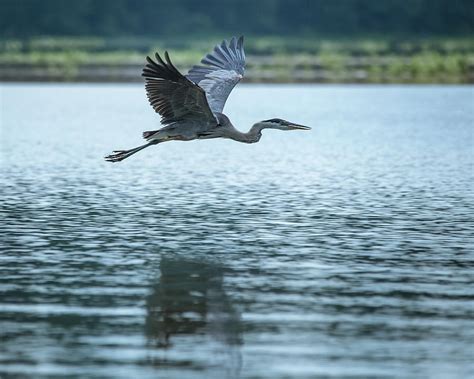 Great Blue Heron Flying Photograph by Jemmy Archer