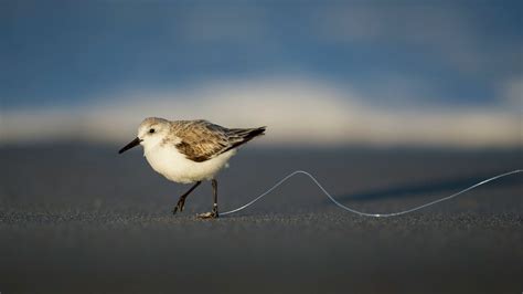 This Common Form of Plastic Pollution Is a Menace to Birds | Audubon