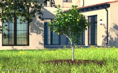 3D small lemon tree - TurboSquid 1378037