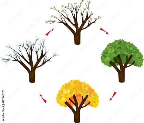 Four seasons trees on white background. Life cycle of tree Stock Vector | Adobe Stock