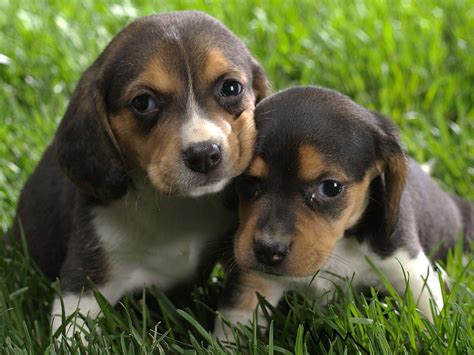 the cute dogs and puppies, nice wallpapers