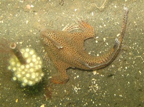 Australian endangered species: Spotted Handfish