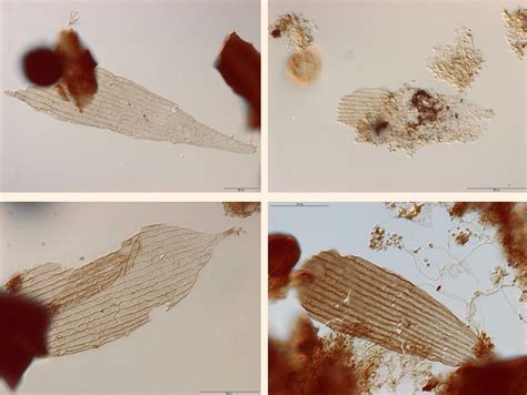 Earliest Fossil Evidence of Butterflies and Moths, Dating Back 200 ...