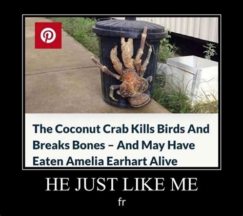 Amelia Earhart Eaten By Coconut Crabs | Know Your Meme