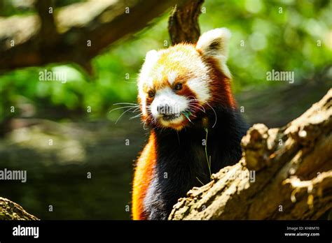 Red panda eating Stock Photo - Alamy