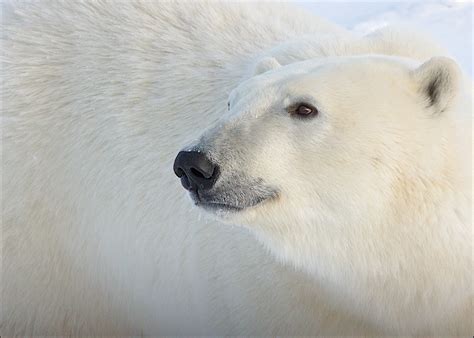 Help Us Make a Difference for Polar Bears in 2013 : The National ...