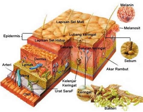 Lapisan dan Jaringan Bawah Kulit