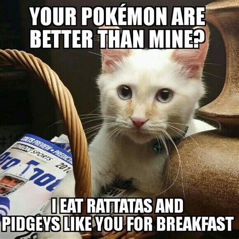 Meowth attitude Funny Cats, Funny Animals, Funniest Animals, New ...