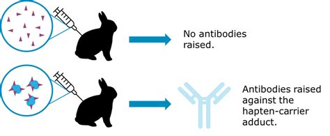 Anti-hapten Antibody Problems - Aptamer Group