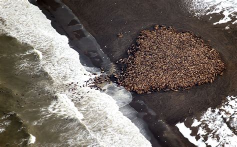 Here's Why Thousands of Walruses Are Gathering on Alaska's Shore | TIME