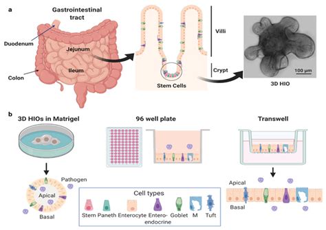 Intestinal Virus Going Around 2024 - Andra Blanche