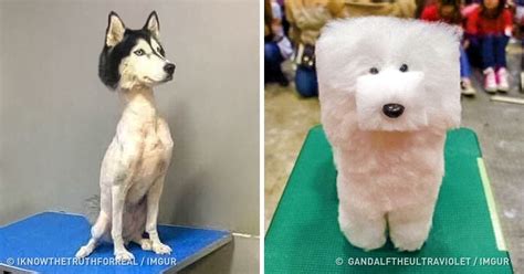 15+ Times Pet Haircuts Went So Wrong, It’s Hilarious | Chien chat, Toilettage canin, Photo animaux