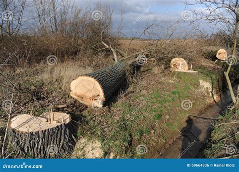 Cut trees editorial photo. Image of outside, logger, carpentry - 59664836