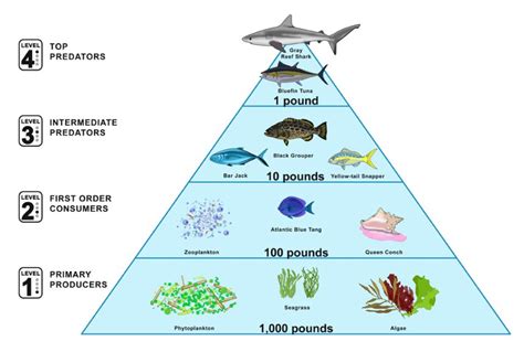 Top 165 + Food pyramid in animals - Lestwinsonline.com