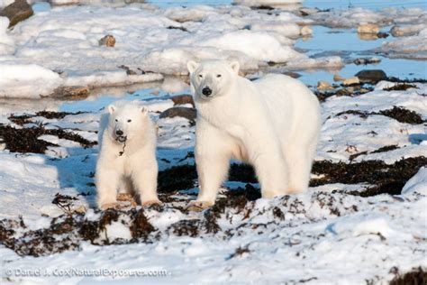 Land-based Foods Not the Answer for Polar Bears | Polar Bears International