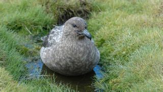 1st-known 'highly pathogenic' bird flu cases in Antarctic could ...