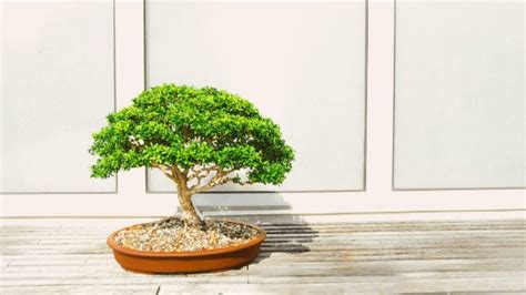 Bonsai Tree Care – The Complete #1 Guide