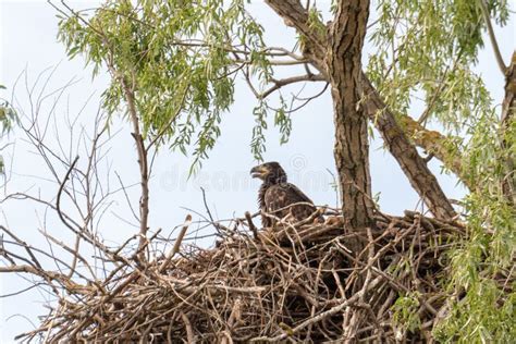 White Tailed Eagle Nest in Danube Delta , Romania Wildlife Bird Watching Stock Photo - Image of ...