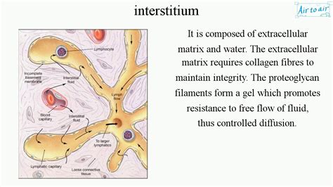 interstitium (English) - Medical terminology for medical students - - YouTube