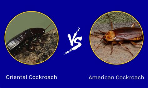 Oriental Cockroach vs American Cockroach: What are the Differences? - A-Z Animals