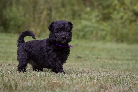 Pumi Dog Breed » Everything About Pumi