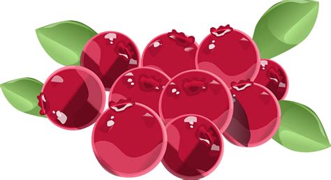 Cranberries Clipart Free Download Transparent Png Cre - vrogue.co