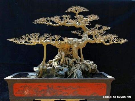 Bonsai... | Pohon bonsai, Bonsai, Menanam bunga