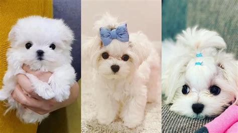 Teacup Maltese - 12 Surprising Things to Know Before Adopt