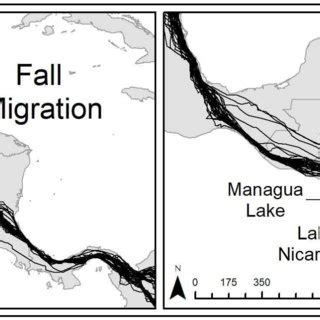 5. Swainson's hawk migration routes that indicated birds may have ...