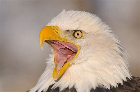 Alaska Bald Eagle Photo Tour | Bald Eagle Photography Workshop Haines