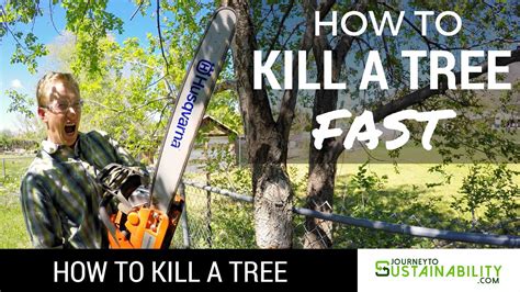 How To Kill A Tree Fast - How To Kill A Tree - Journey To Sustainability - YouTube