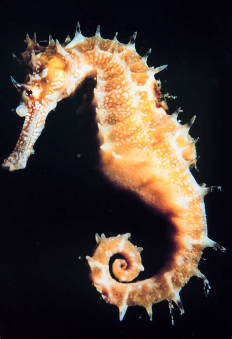 Seahorse - Wikipedia