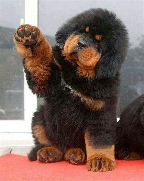 17 Best images about Tibetan Mastiff on Pinterest | A lion, Red tibetan ...