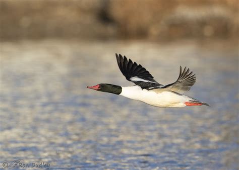 Male Common Merganser In Flight – Feathered Photography