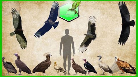 Vulture Species Size Comparison LIVING EXTINCT - YouTube