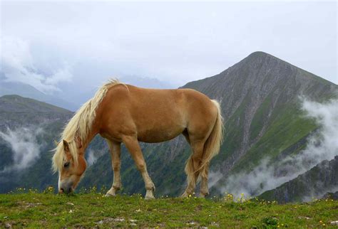 Haflinger Horse Breed Profile