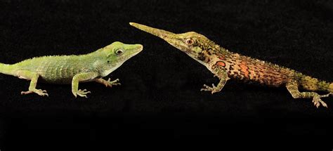 Anolis proboscis | From Mindo, Ecuador. Female (left) and ma… | Flickr