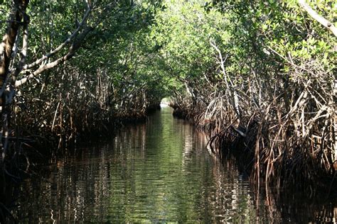 Everglades National Park Travel Guide - Parks & Trips