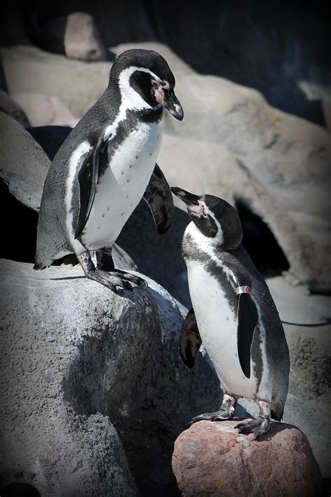 Penguin,zoo,animal,bird,wildlife - free image from needpix.com