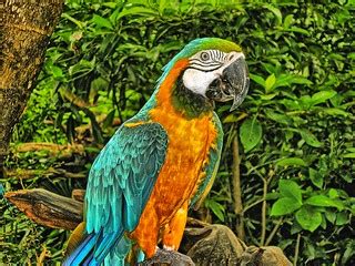 Parrots at Xel-Ha | Parrots roaming free at Xel-Ha park sout… | Flickr
