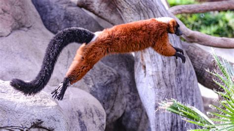 Ruffed lemur - Species Profile - Fresno Chaffee Zoo