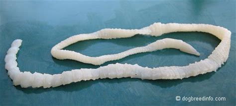 Tapeworms, also knows as Cestoda are a class of parasitic flatworms, of the phylum ...