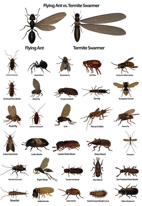 Pin by Ant's Complete Pest Control on Bugs & Insects | Termite control, Natural pest control ...