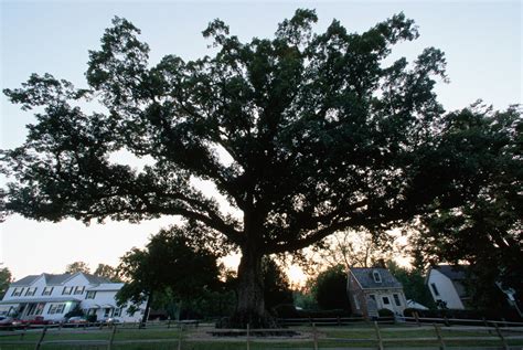 wye-oak-tree-of-maryland - Maryland Pictures - Maryland - HISTORY.com