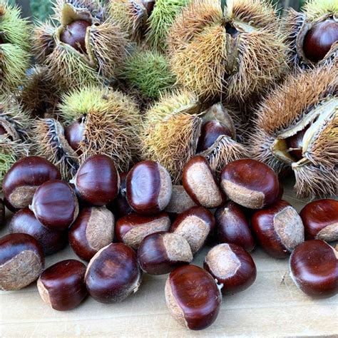 Why and how to grow chestnuts in your home orchard or homestead - Tyrant Farms