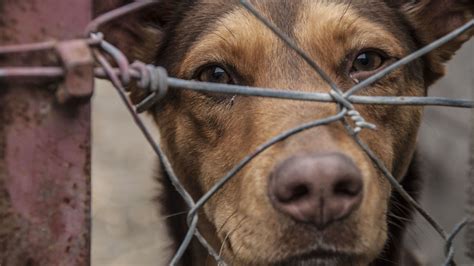 Senate passes bill making animal cruelty a federal felony; President Trump expected to sign ...