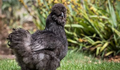 Silkie Chicken Breed Profile - Farmhouse Guide