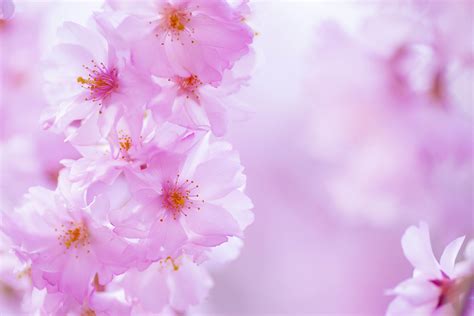 Pink Cherry Blossom Wallpapers - Top Free Pink Cherry Blossom Backgrounds - WallpaperAccess