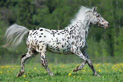 10 Horse Breeds With Spotted Coats You Need to See (Pictures, Facts & History)